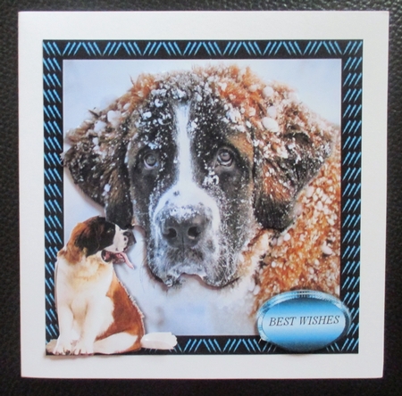st bernard by Davina Rundle