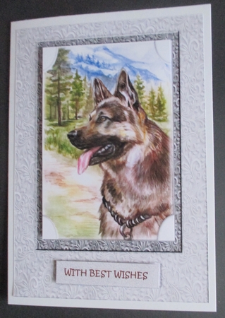 Male Card German Shepherd by Davina Rundle