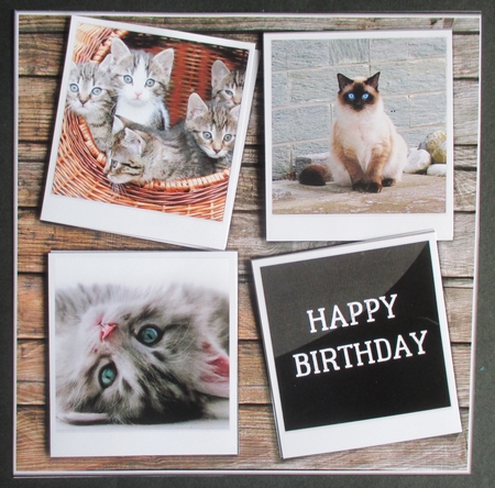 CUTE CATS by Davina Rundle