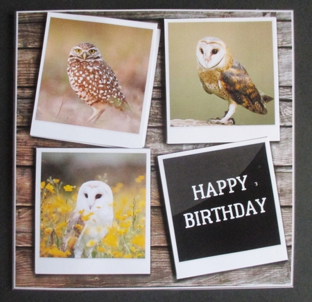 WISE OWLS by Davina Rundle
