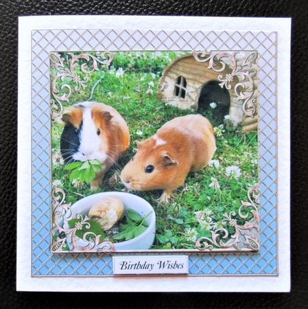 RELAX AND ENJOY SUMMER MULTI SENTIMENTS GUINEA PIGS by Davina Rundle
