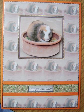 Guinea Pig 3D Decoupage with Background by Davina Rundle