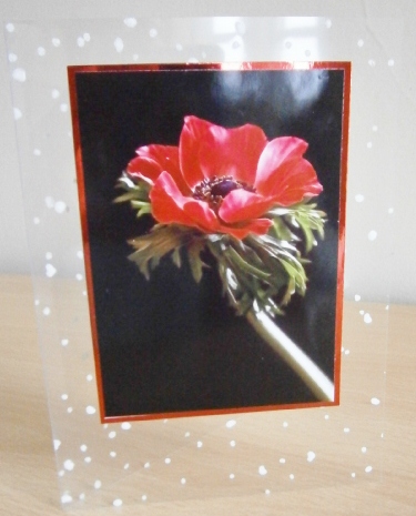 Red Anemone 'solo' A4 Topper by Davina Rundle