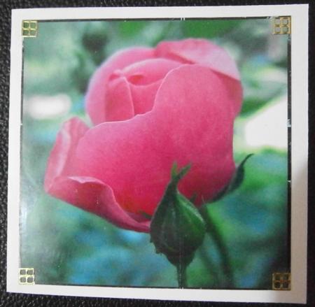 Pink Rose Topper by Davina Rundle