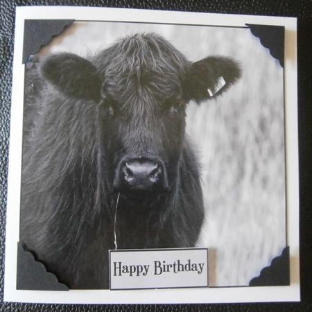 Cow 8x8inch Topper Monotone. by Davina Rundle