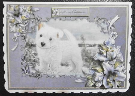 Cold Paws by Davina Rundle