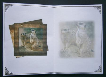 It's Meerly Another Birthday Blank Insert by Davina Rundle