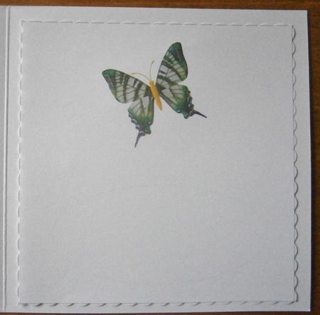Dl Insert of Green Butterfly by Davina Rundle
