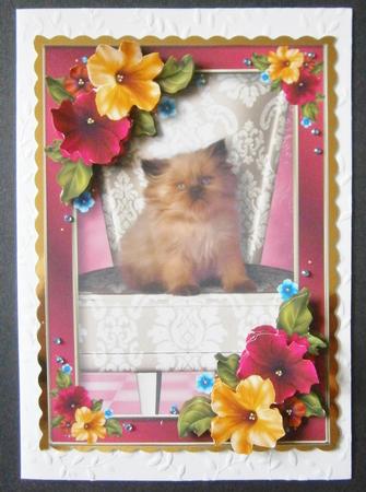 Cute Kitten & Pretty Petunias by Davina Rundle