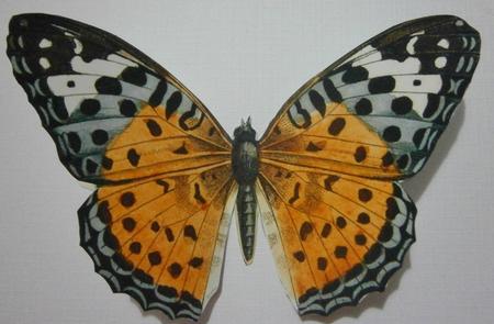 Butterfly Stand Up Card 1 by Davina Rundle