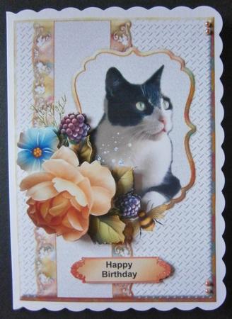 You Are the Cats Whiskers by Davina Rundle