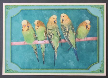 Row of Budgies Watercolour Quick Card by Davina Rundle