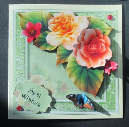 Beautiful Peach Begonias by Davina Rundle