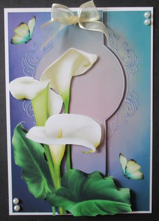 Pure White Calla Lilies by Davina Rundle