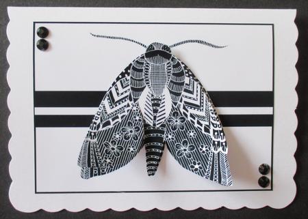 Unknown Moth by Davina Rundle