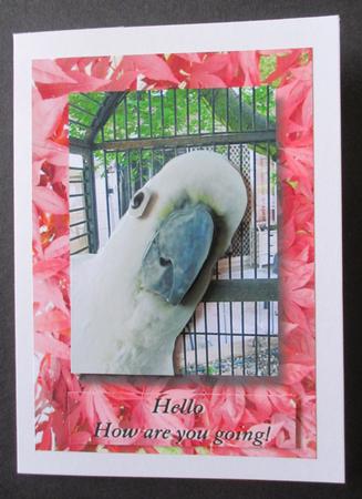 Hello by Davina Rundle