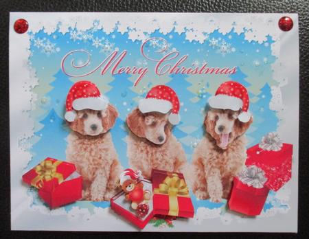 Poodle Puppy Love for Christmas by Davina Rundle