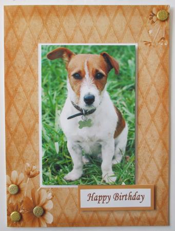 Jack Russell by Davina Rundle