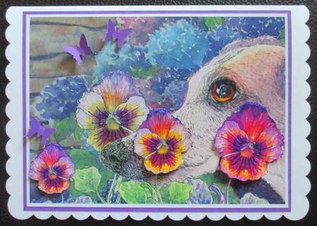 A4 Whippet Greyhound Hiding in the Flower Bed by Davina Rundle