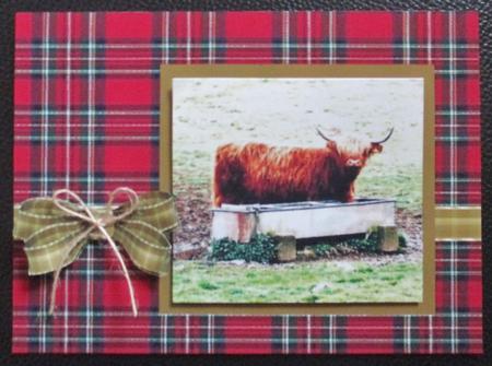 Highland Cow by Davina Rundle