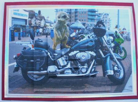 Meerkat on Harley Davidson Motorbike - Pyramid Card Front by Dawn Jones