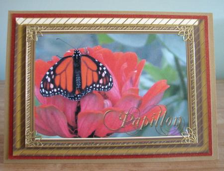 Papillon Perfection by Debbie Knechtel