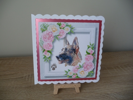 Beautiful German Shepherd & Pink Camellias 8x8 by Debbie Whyte