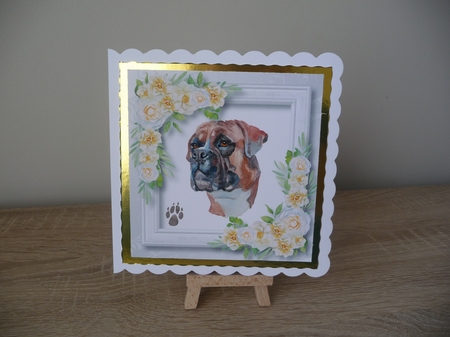 Beautiful Boxer & White Camellias 8x8 by Debbie Whyte
