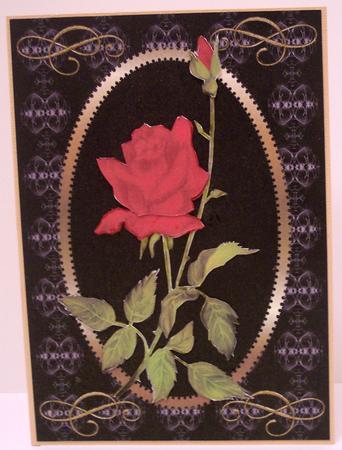Red Rose on Black by Deborah Braun