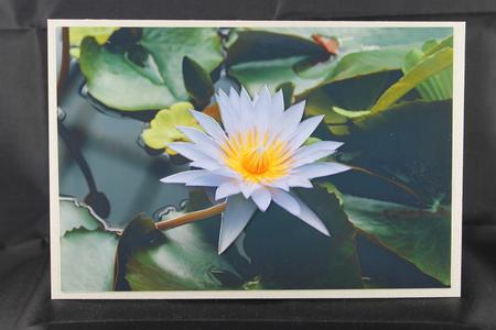Water Lily by Deborah Braun