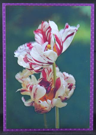 Two Tulips by Deborah Braun