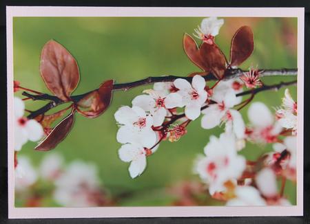 Spring Cherry Blossom by Deborah Braun
