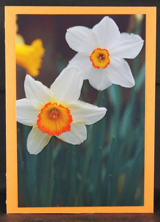 Two Daffodils by Deborah Braun