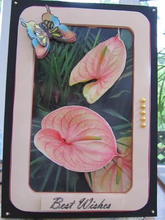 Anthurium by Debra Jenkinson