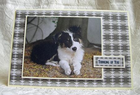 Border Collie by Debra Laraway