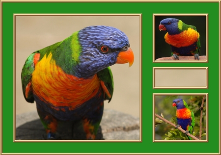 A5 Quad Frames (Holiday Colors) by Deloraine Neubauer