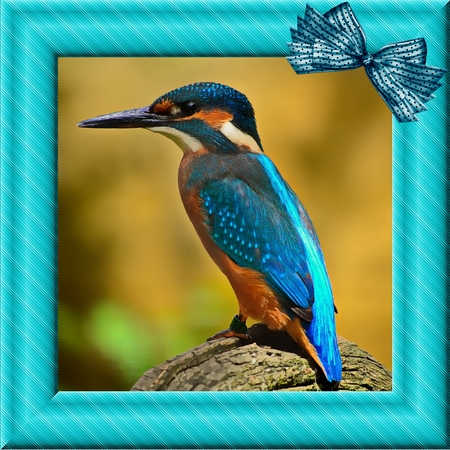Lifes Beachy-Bows 2 by Deloraine Neubauer