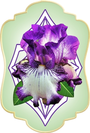 Purple and White Bearded Iris Designer Png by Deloraine Neubauer