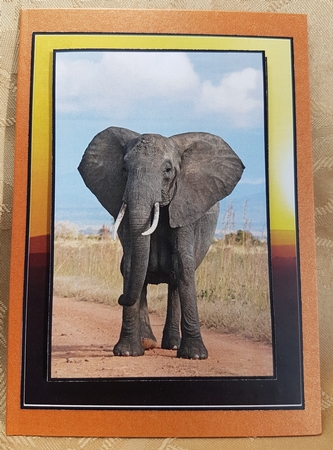 Wild Africa by Deloraine Neubauer