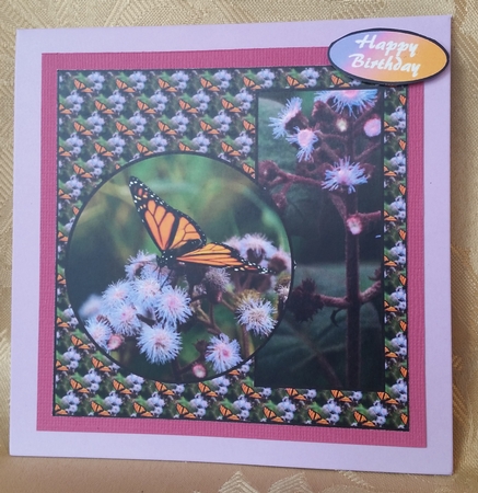 Monarch Butterfly v2 by Deloraine Neubauer