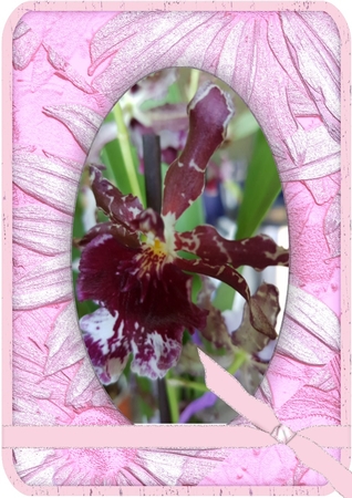 Ribbon frames by Deloraine Neubauer