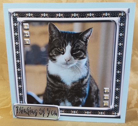 JJ LOVE MY CAT 5 8X8 by Deloraine Neubauer