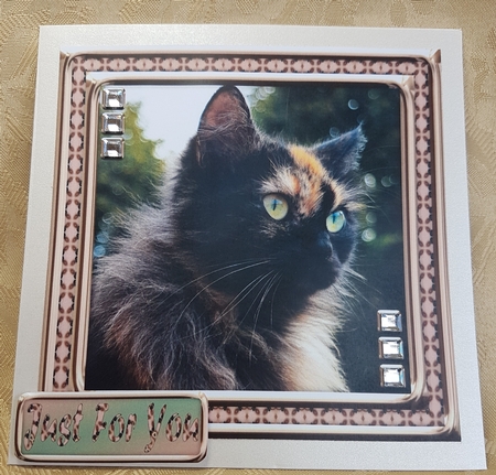 JJ LOVE MY CAT 18 8X8 by Deloraine Neubauer