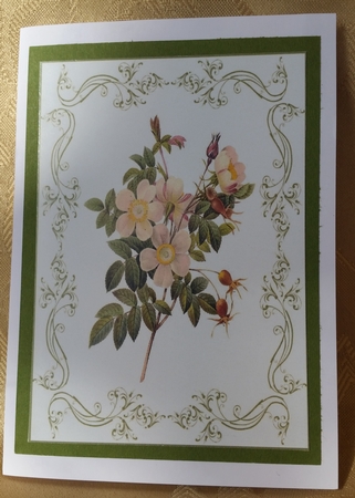Beautiful Dog Rose A4 Topper/card by Deloraine Neubauer