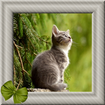 Beige Bows 3 by Deloraine Neubauer