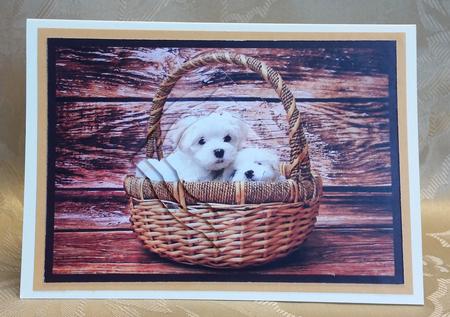 Cute Puppies in Basket Splendid Pyramid by Deloraine Neubauer