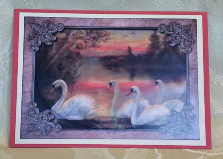 Beautiful Swans at Sunset by Deloraine Neubauer