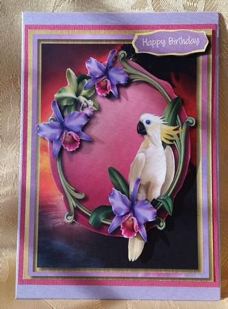 Beautiful Paradise Parrot  by Deloraine Neubauer