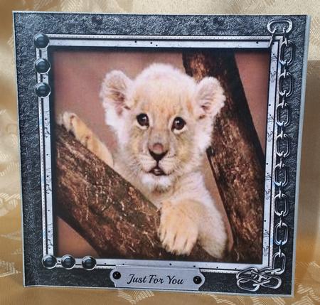 Beautiful Lion Cub  by Deloraine Neubauer