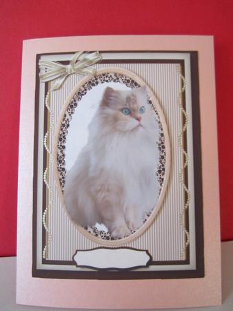 Lovely Withe Fluffy Cat by Denise Lada